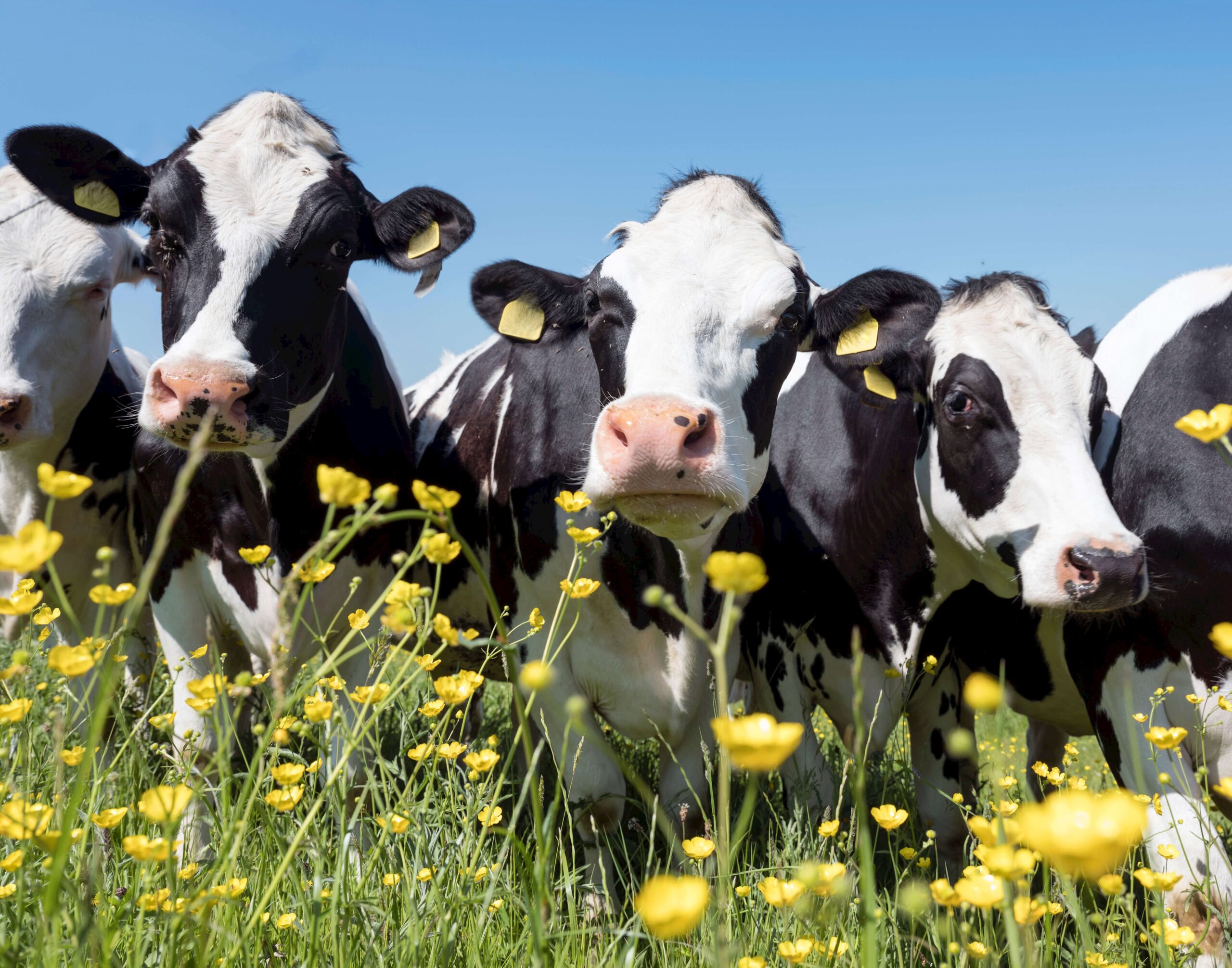 dairy cows in meadow
